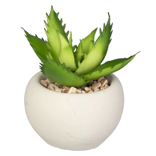 Mini-Sukkulente - 1 Stück 4 Mini-Sukkulente - 1 Stück – Bild 4