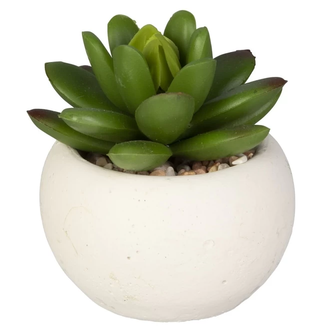 Mini-Sukkulente - 1 Stück 1 Mini-Sukkulente - 1 Stück