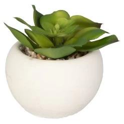 Mini-Sukkulente - 1 Stück 11 Mini-Sukkulente - 1 Stück -Keeeper Store 199043 3 neu