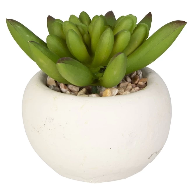 Mini-Sukkulente - 1 Stück 6 Mini-Sukkulente - 1 Stück – Bild 6