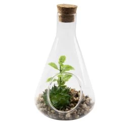 Sukkulente In Vase - Ca. 9 X 14 Cm - 1 Stück 11 Sukkulente In Vase - Ca. 9 X 14 Cm - 1 Stück -Keeeper Store 224914 4 neu