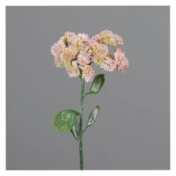 Mauerpfeffer - Ca. 46 Cm - Rosa