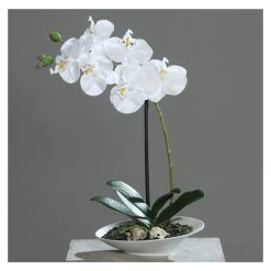 Orchidee In Schale - Ca. 32 Cm - Weiß